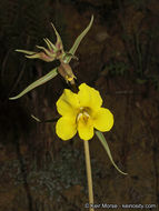 Image of <i>Mimulus brevipes</i>