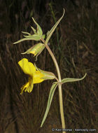 Image of <i>Mimulus brevipes</i>