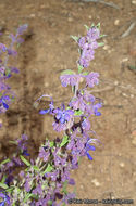 Sivun Trichostema parishii Vasey kuva