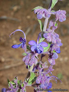 Sivun Trichostema parishii Vasey kuva