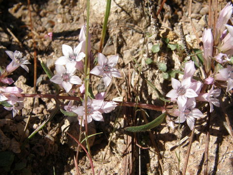 Image of Gentianella wislizenii (Engelm.) J. M. Gillett