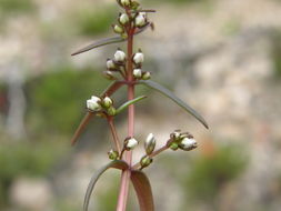 Image of Gentianella wislizenii (Engelm.) J. M. Gillett