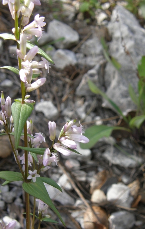 Image of Gentianella wislizenii (Engelm.) J. M. Gillett