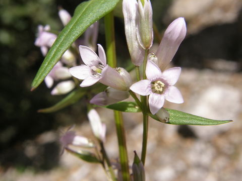 Imagem de Gentianella wislizenii (Engelm.) J. M. Gillett