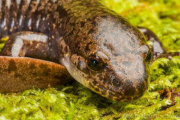Image of Coastal Giant Salamander