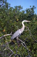 Image of Great Blue Heron