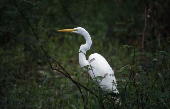 Image of Great Egret