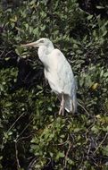 Imagem de Ardea herodias Linnaeus 1758