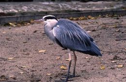 Image of Grey Heron
