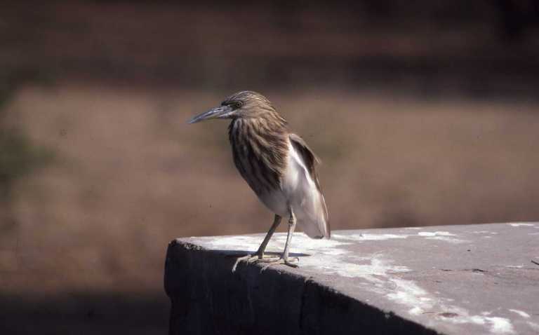 Image of Indian Pond Heron