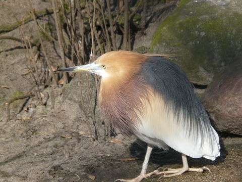 صورة Ardeola speciosa (Horsfield 1821)