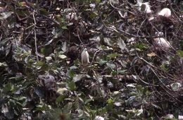 Image of Madagascar Pond-Heron