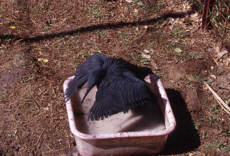 Image of Black Egret