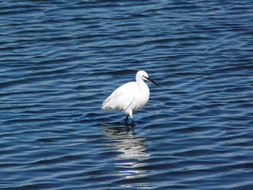 Image of Little Egret