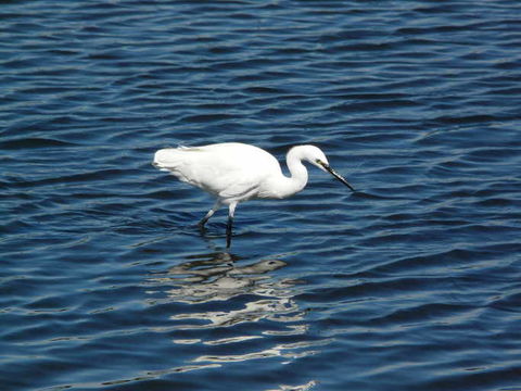 Image of Little Egret