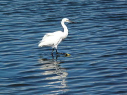 Image of Little Egret