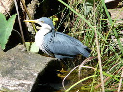 Imagem de Egretta picata (Gould 1845)