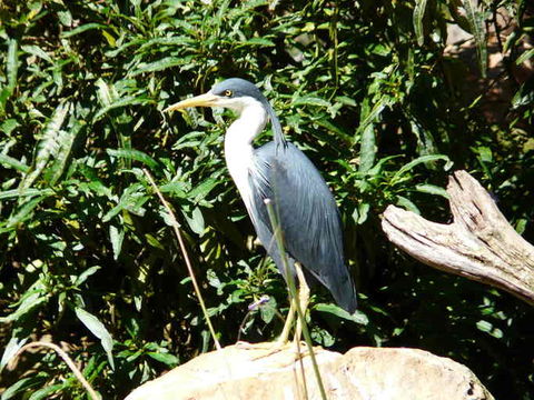 Imagem de Egretta picata (Gould 1845)