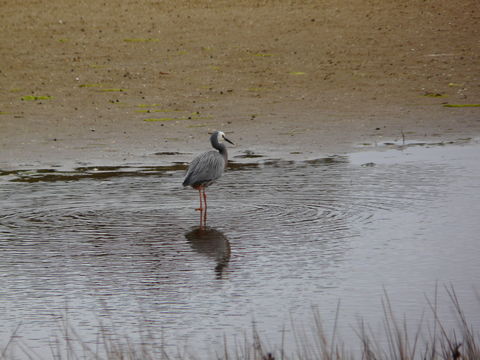 Image of White-faced Heron