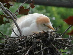 Image of Cattle Egret