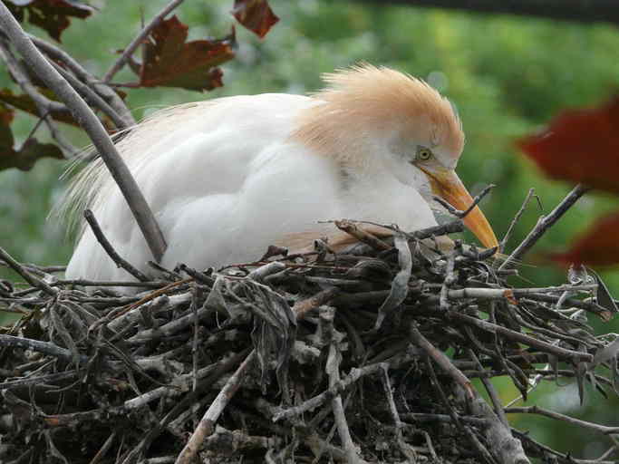 Image of Cattle Egret