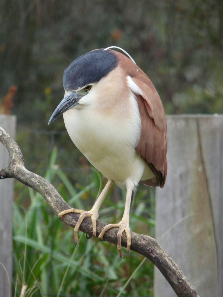 Image of Nankeen Night Heron