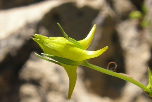 Image of Mt. Graham Spurred-Gentian