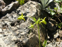 Image of Mt. Graham Spurred-Gentian