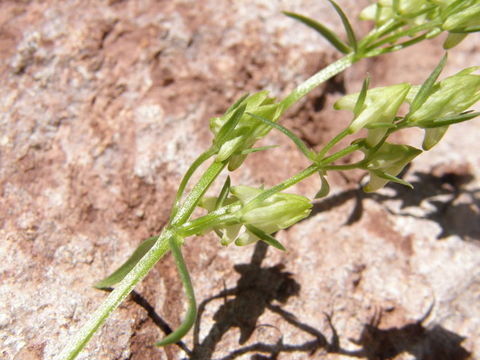 Image of Mt. Graham Spurred-Gentian