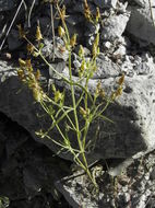 Image of Mt. Graham Spurred-Gentian