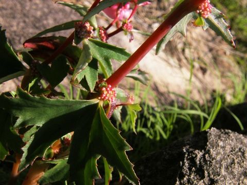 Image of Begonia angustiloba A. DC.