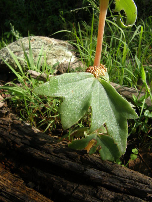 Image of Begonia angustiloba A. DC.