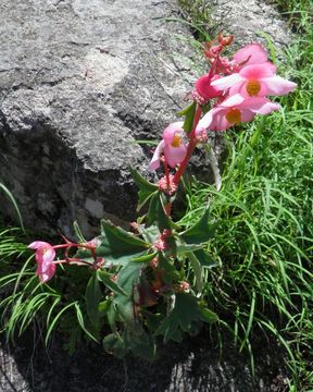 Image of Begonia angustiloba A. DC.