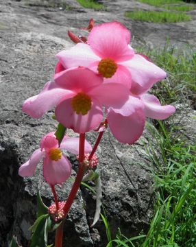 Image of Begonia angustiloba A. DC.