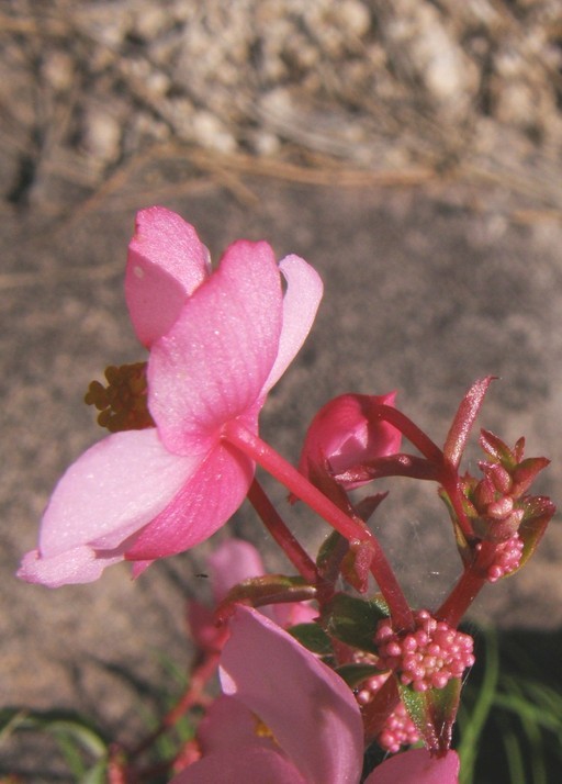 Image of Begonia angustiloba A. DC.