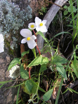 Image of Begonia gracilis Kunth