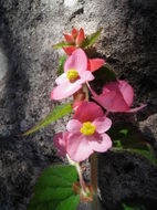 Image of Begonia sandtii Houghton ex Ziesenh.