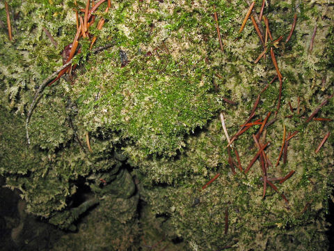 Image of eucladium moss