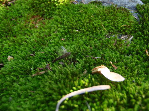 Image of grimmia dry rock moss