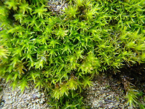 Image of grimmia dry rock moss