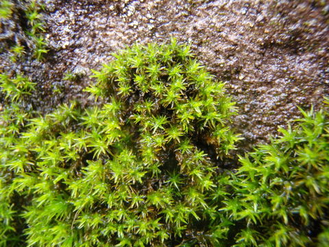 Image of grimmia dry rock moss