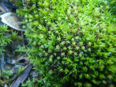 Image of grimmia dry rock moss