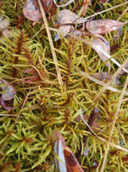 Image of Blandow's feather moss