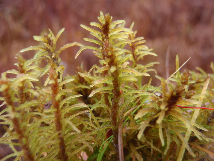 Image of Blandow's feather moss