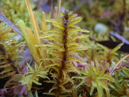 Image of Blandow's helodium moss