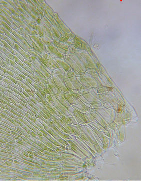 Image of alpine hygrohypnum moss