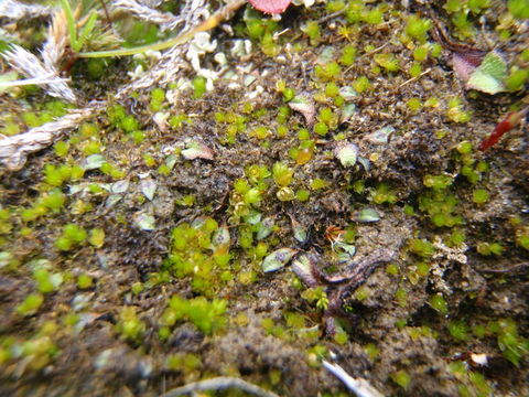 Image of California entosthodon moss