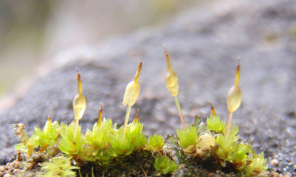 Image of California entosthodon moss