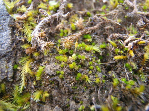 Image of California entosthodon moss