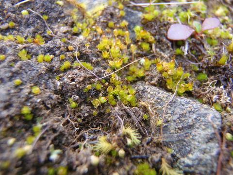 Image of California entosthodon moss